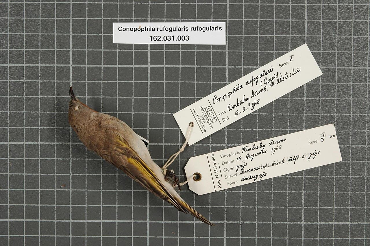 Rufous-throated Honeyeater