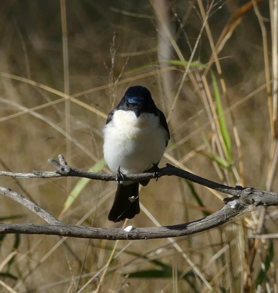 Restless Flycatcher