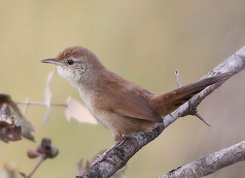 Spinifexbird