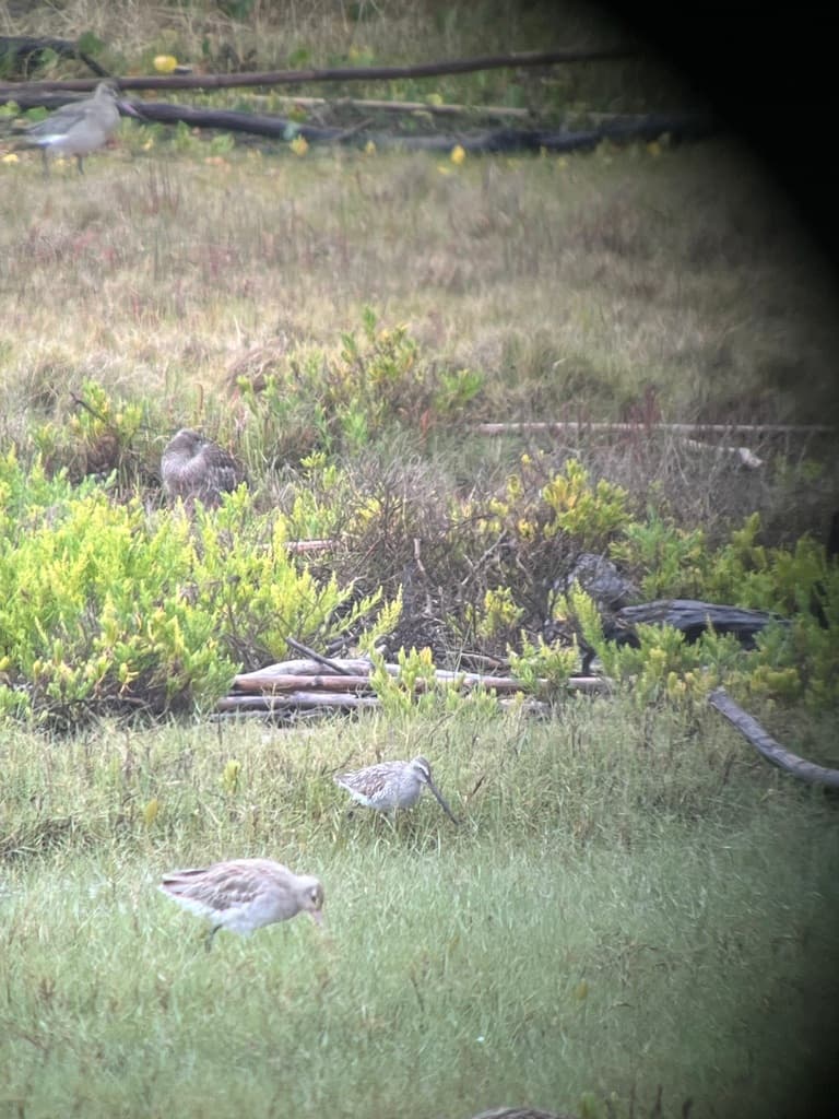 Asian Dowitcher
