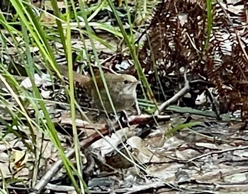 Eastern Bristlebird