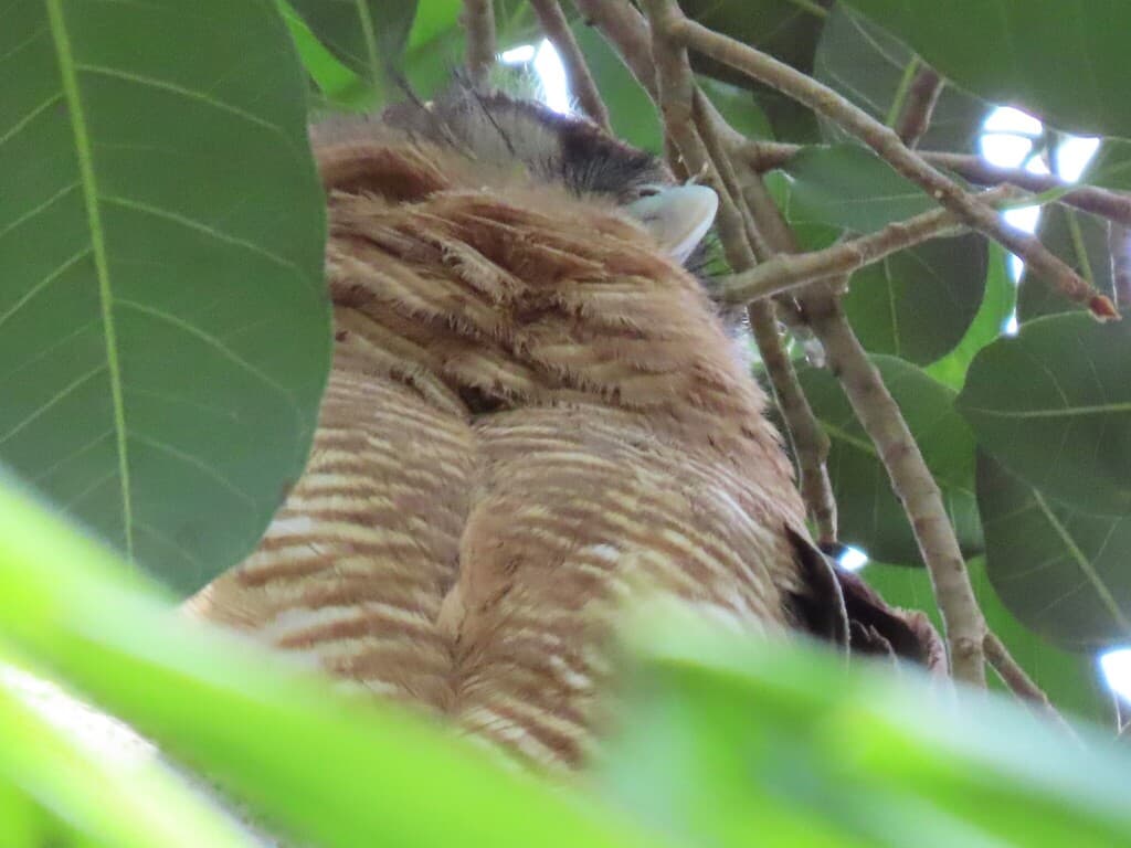 Rufous Owl