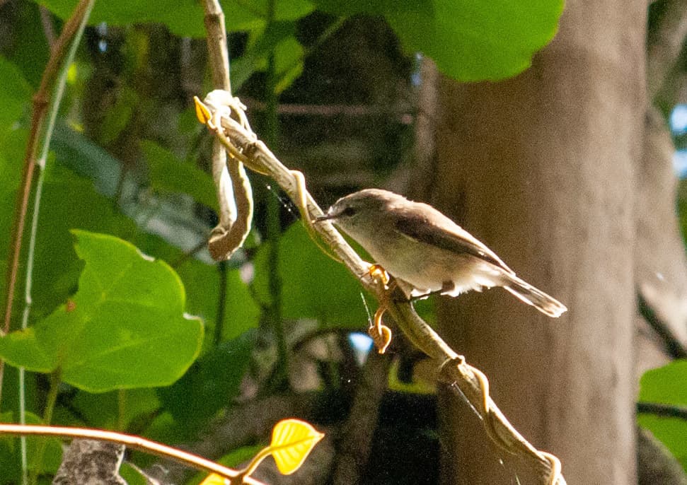 Brown Gerygone
