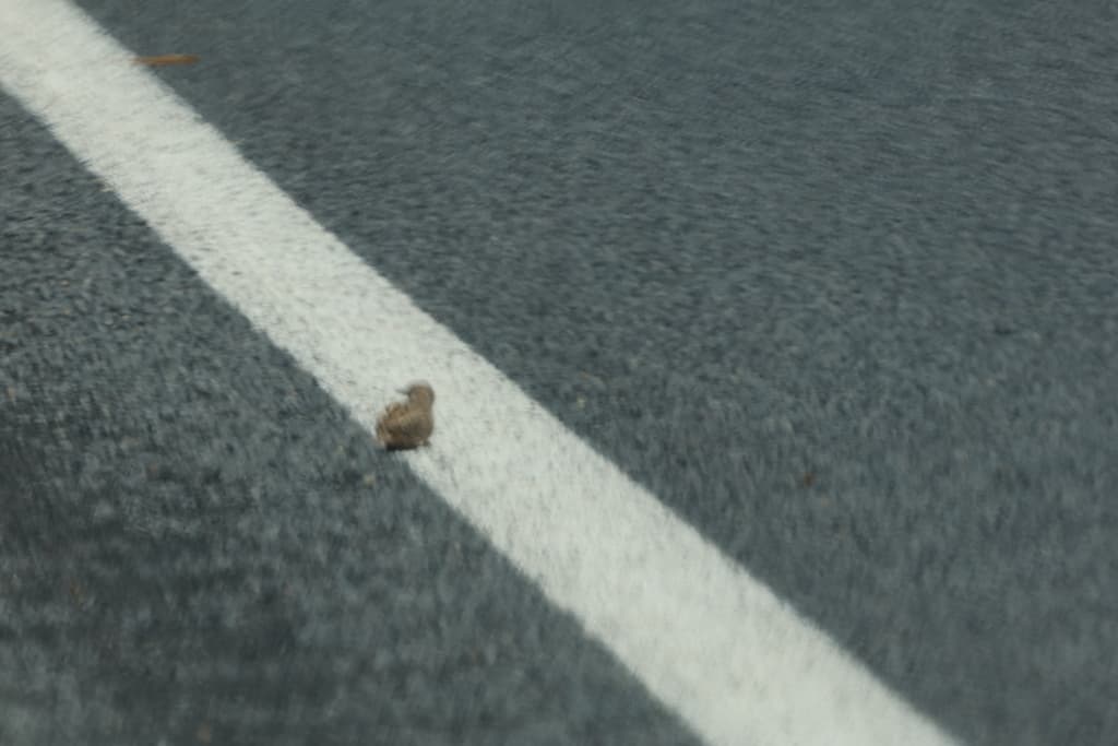 Little Buttonquail