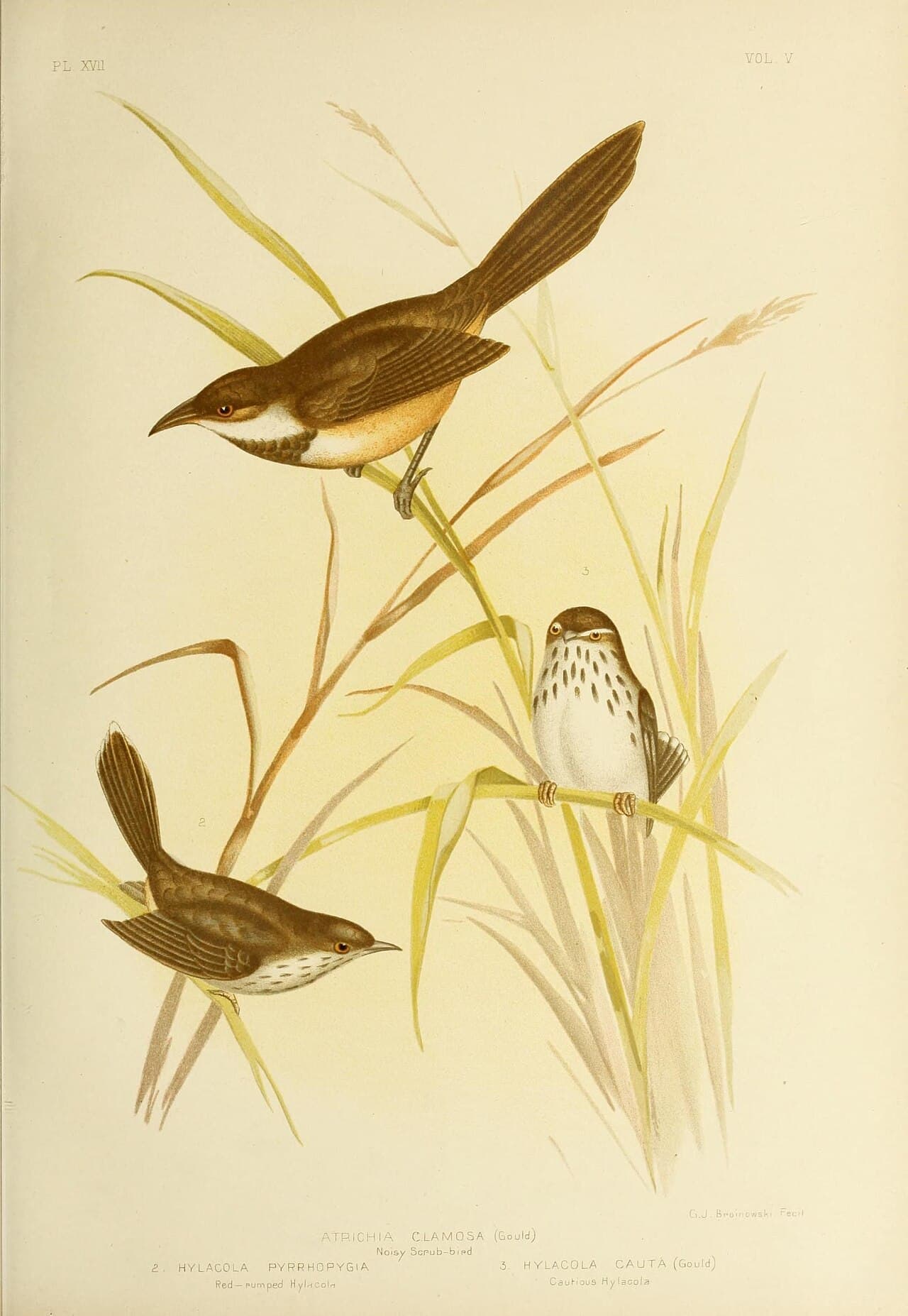 Noisy Scrubbird