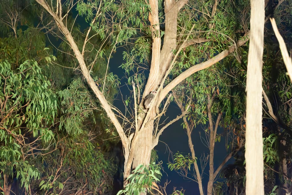 Greater Sooty Owl