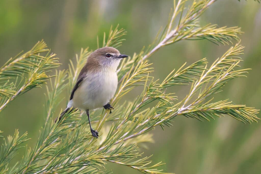 Western Gerygone