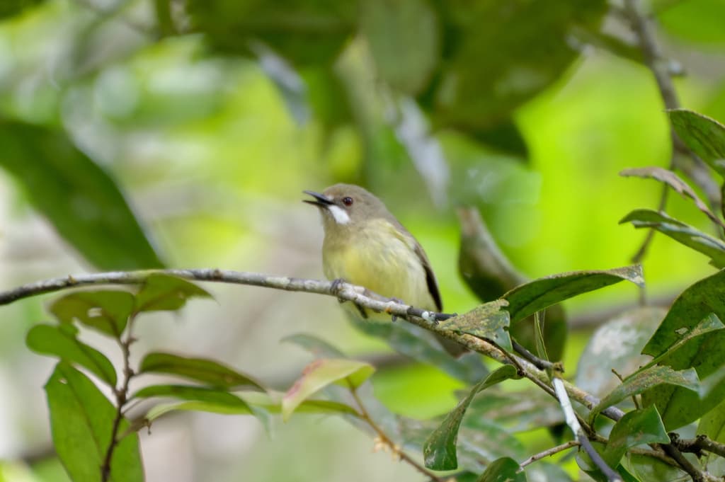 Fairy Gerygone
