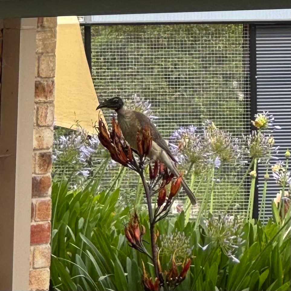 Noisy Friarbird
