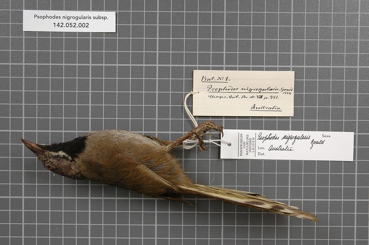 Western Whipbird