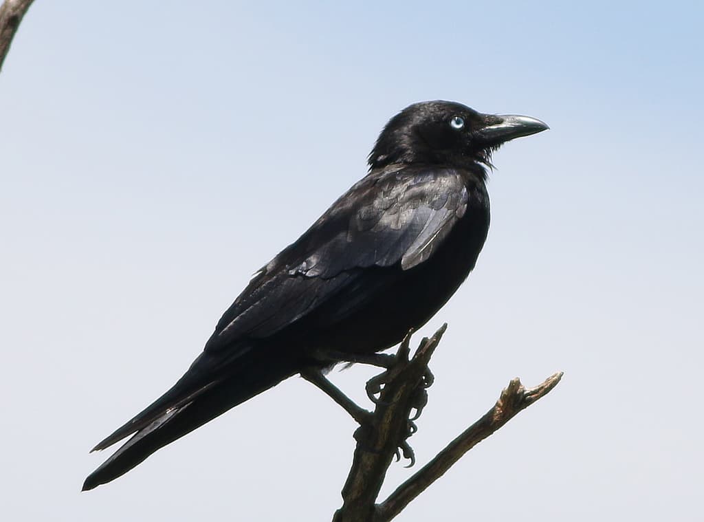 Little Crow