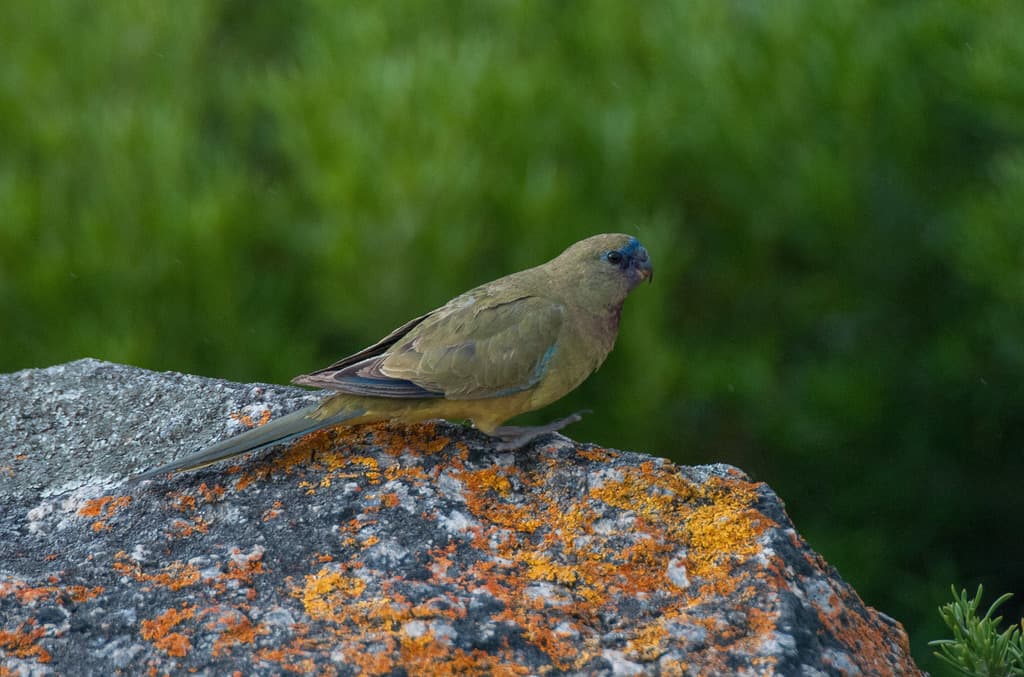 Rock Parrot