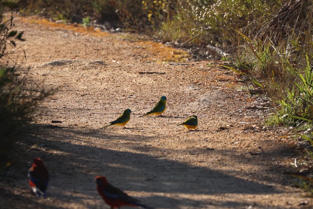 Turquoise Parrot