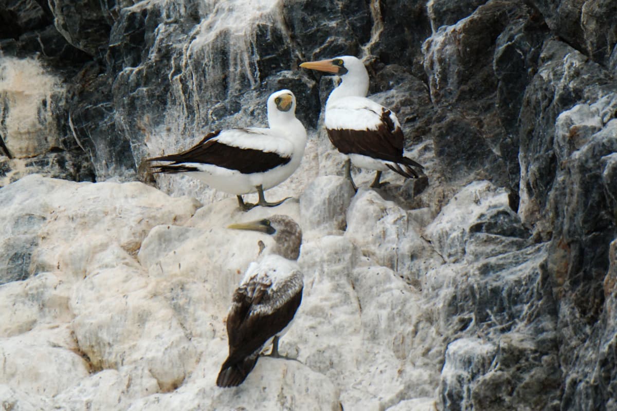 Masked Booby