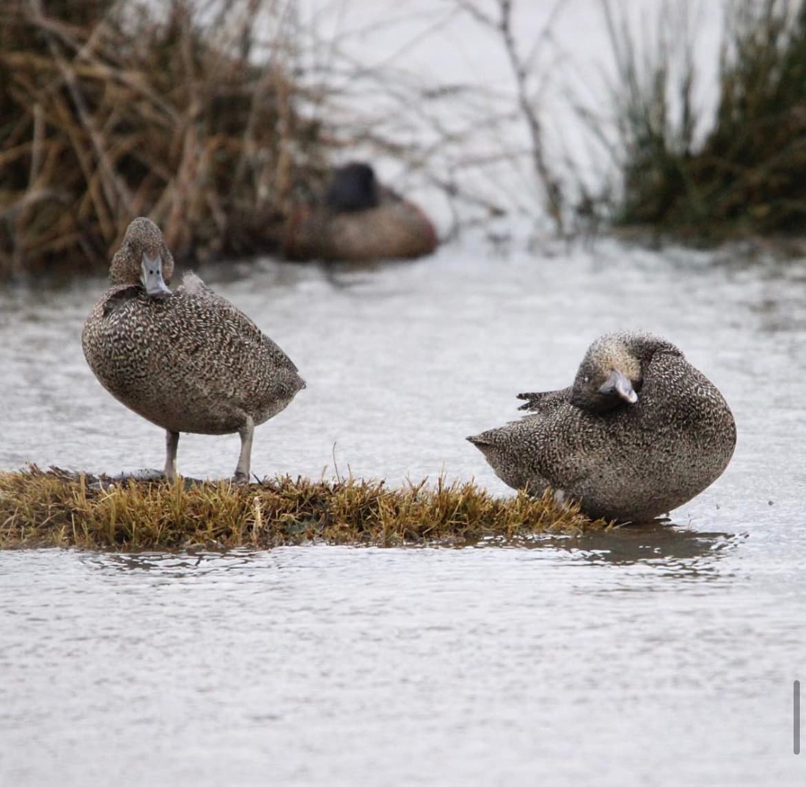 Freckled Duck