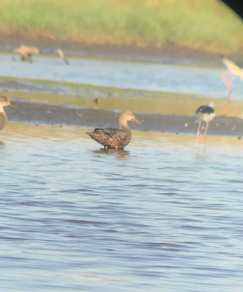 Australasian Shoveler