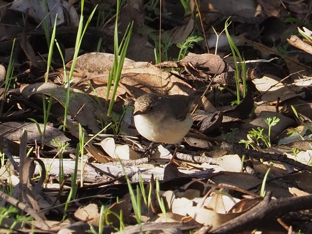 Western Thornbill