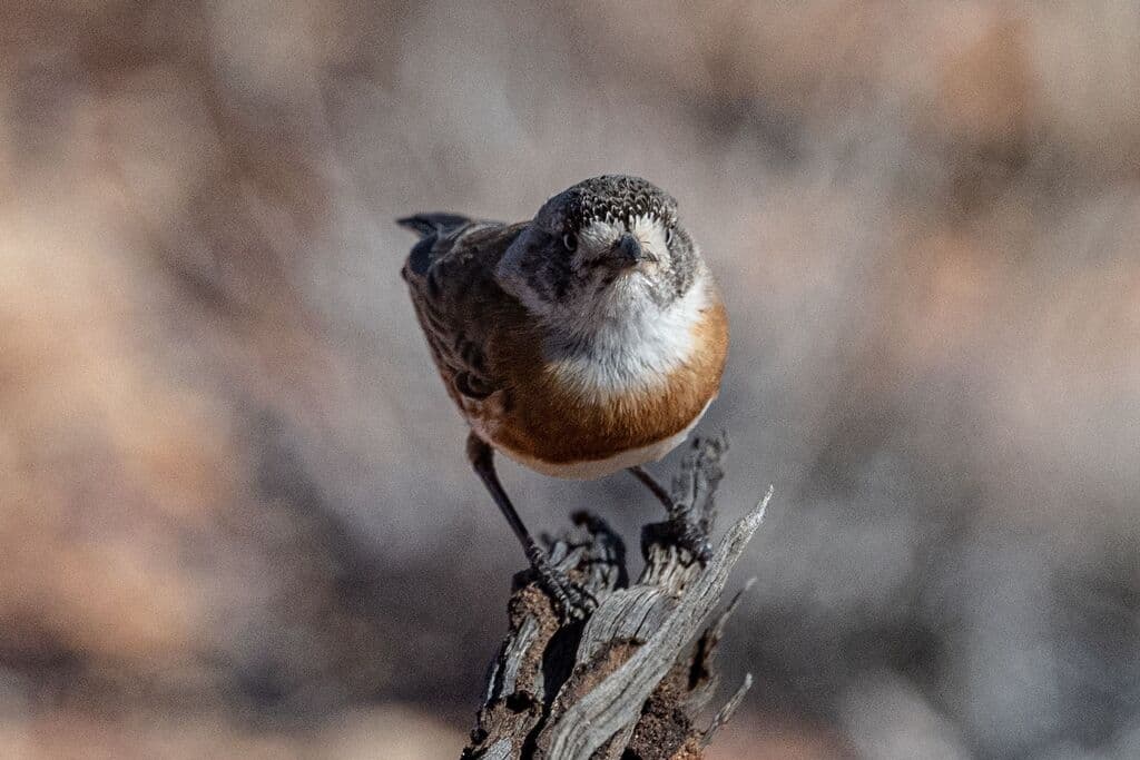 Chestnut-breasted Whiteface