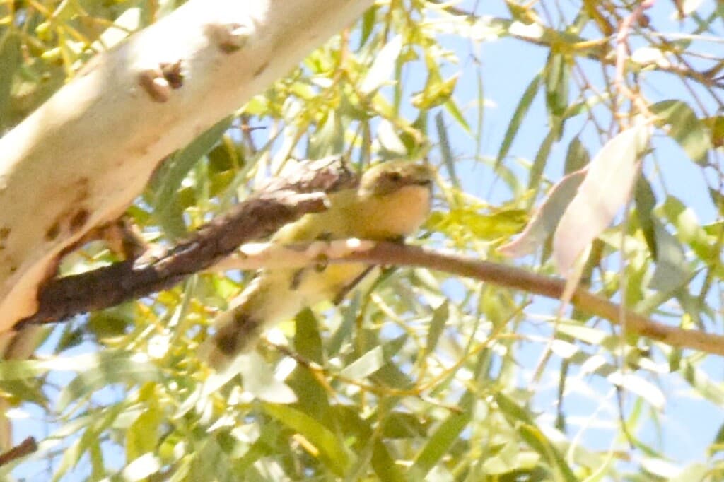 Yellow Thornbill