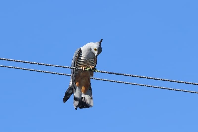 Pacific Baza