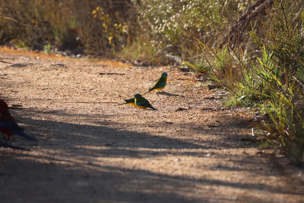 Turquoise Parrot