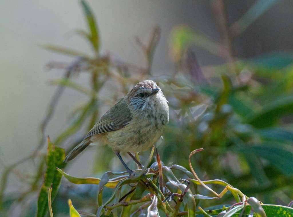 Striated Thornbill