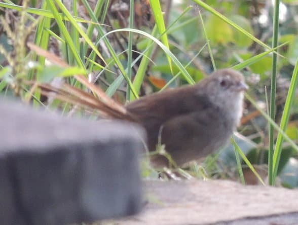 Eastern Bristlebird
