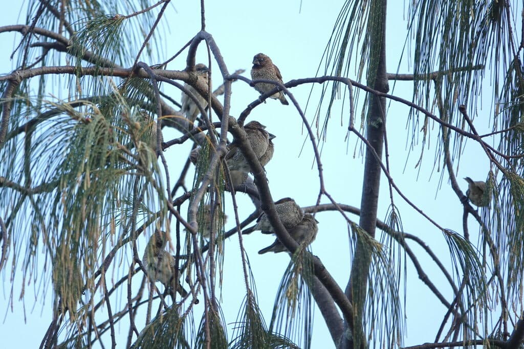 Scaly-breasted Munia