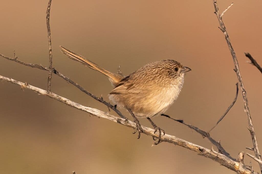 Thick-billed Grasswren