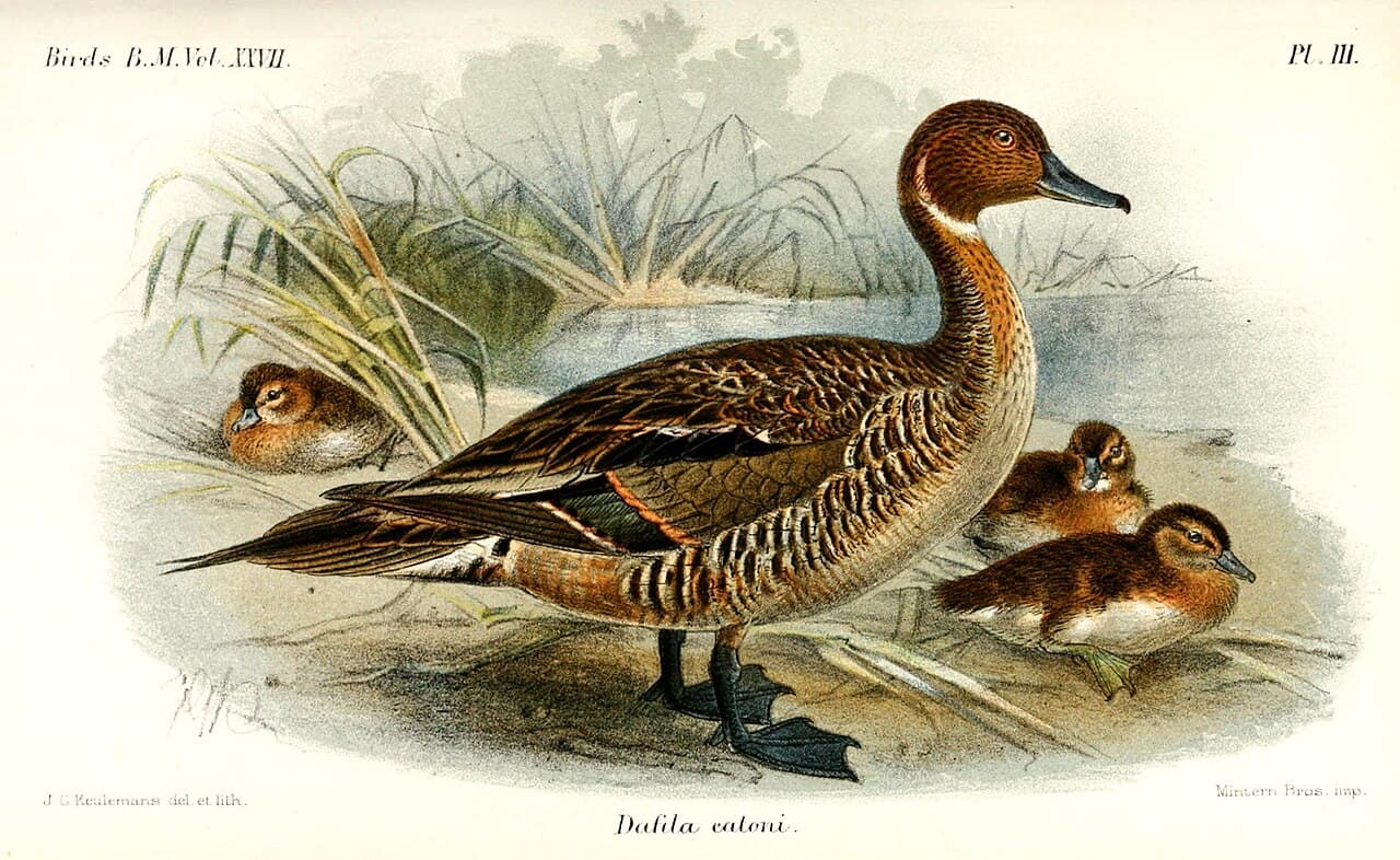 Eaton's Pintail