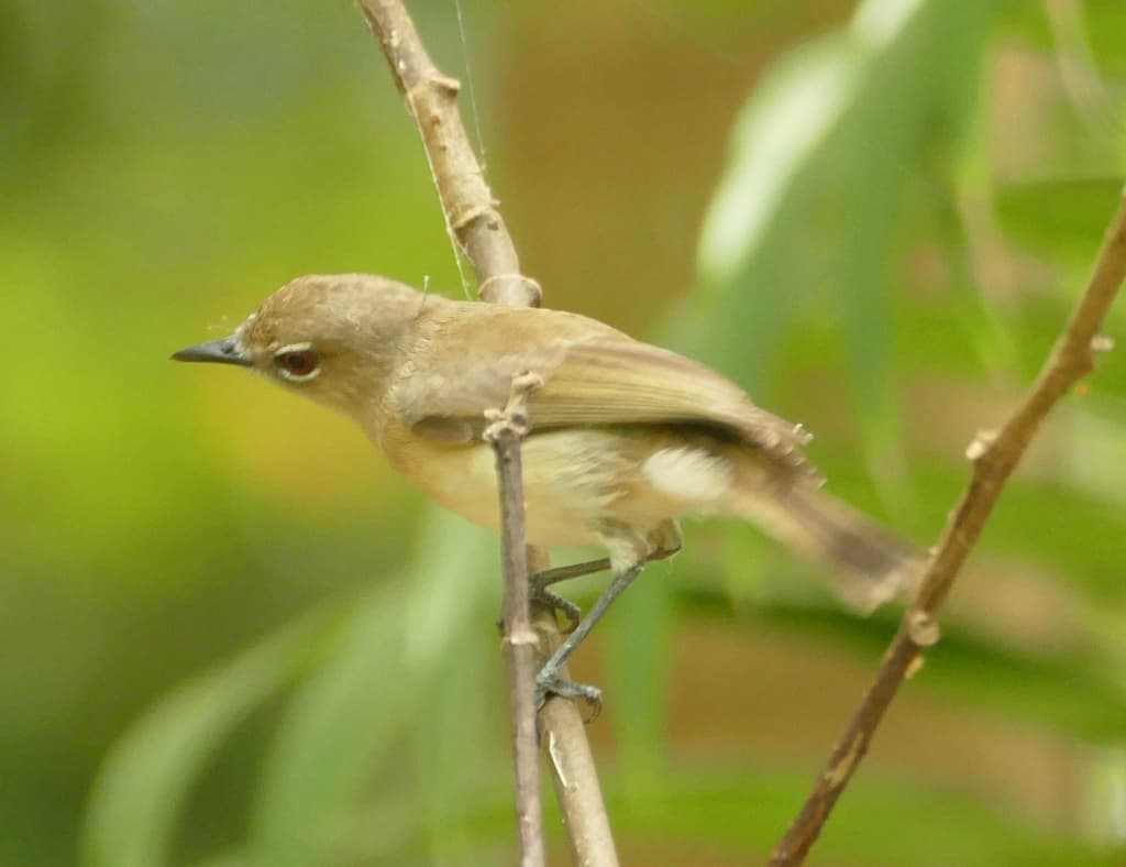 Large-billed Gerygone
