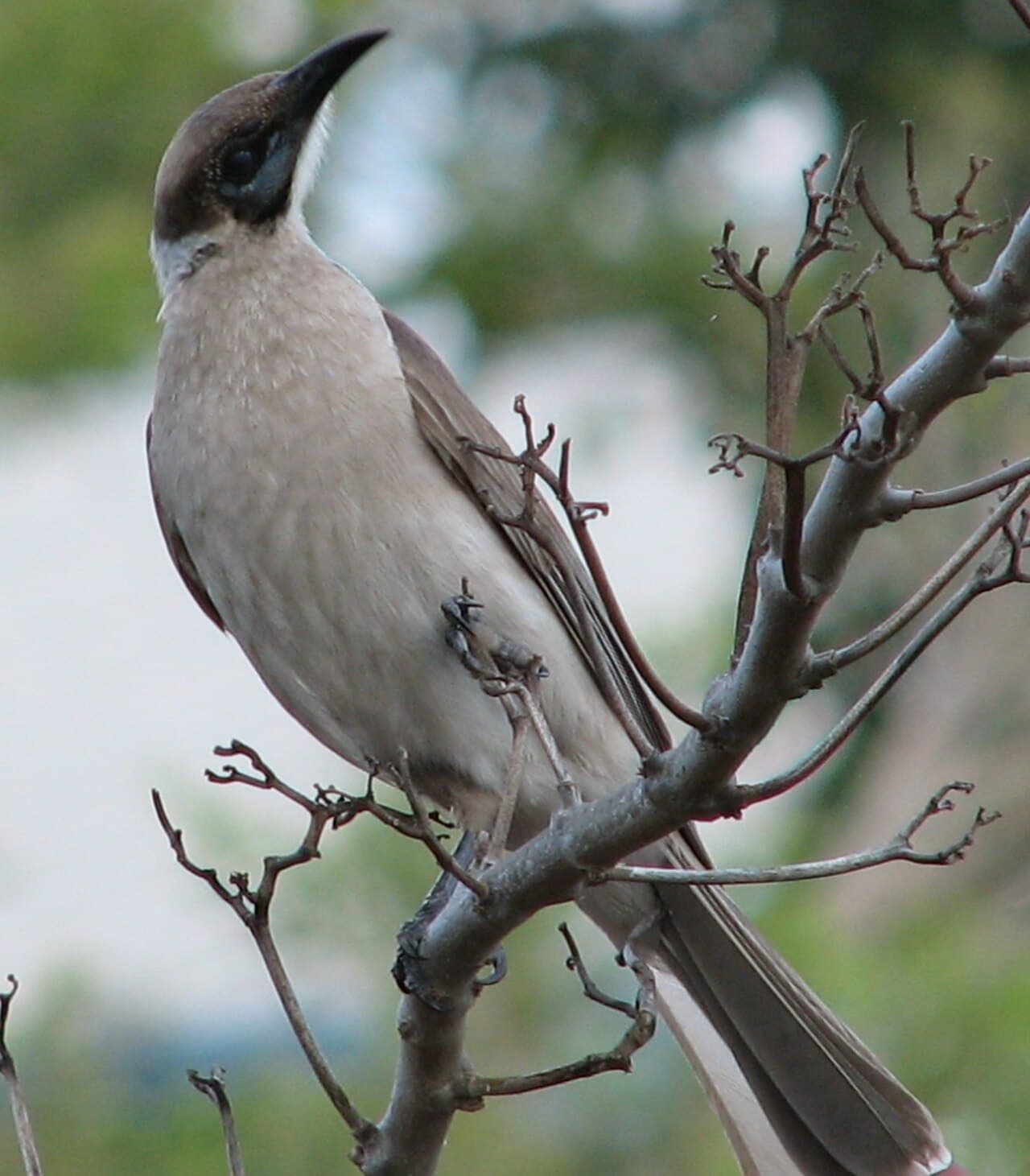 Little Friarbird