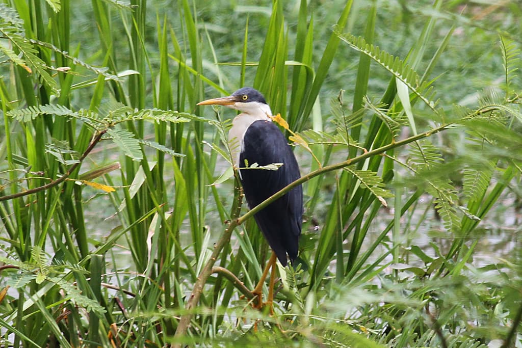 Pied Heron