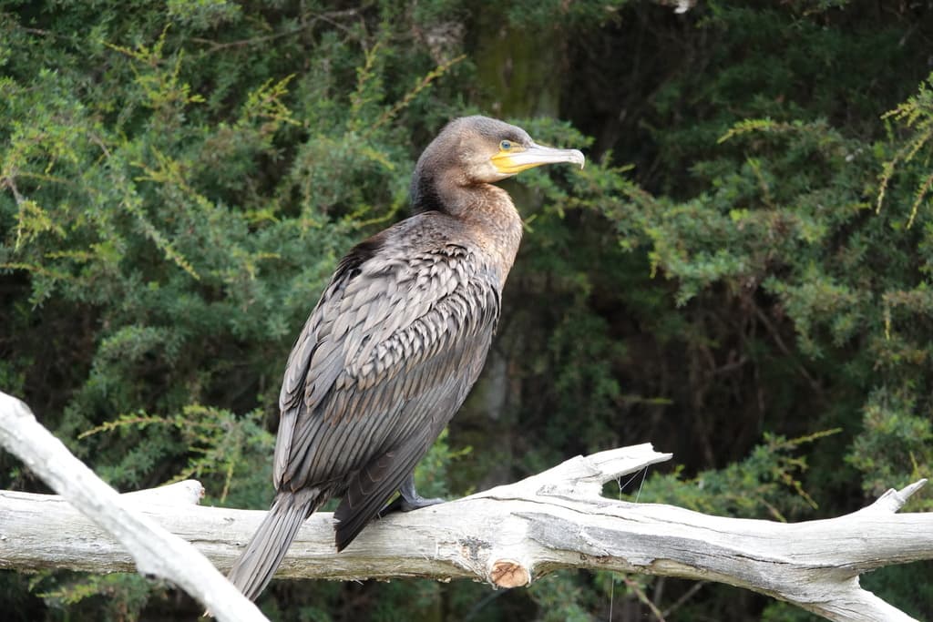 Great Cormorant