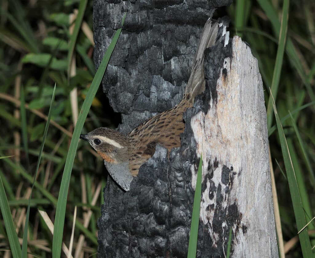 Spotted Quail-thrush