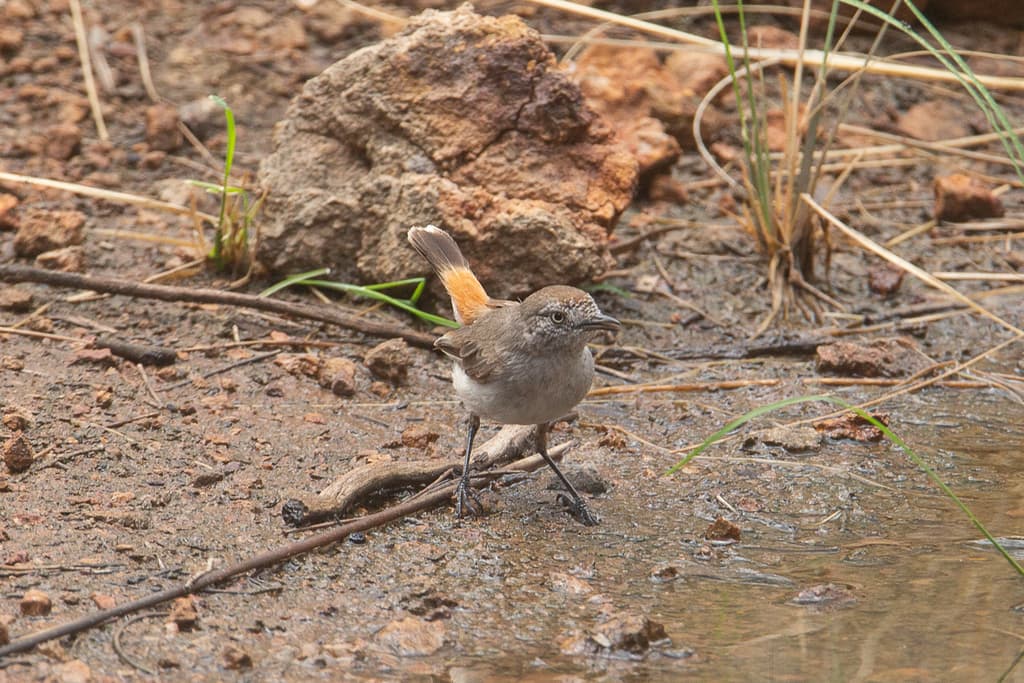 Chestnut-rumped Thornbill