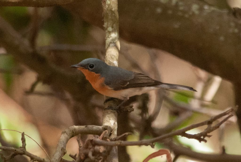 Leaden Flycatcher