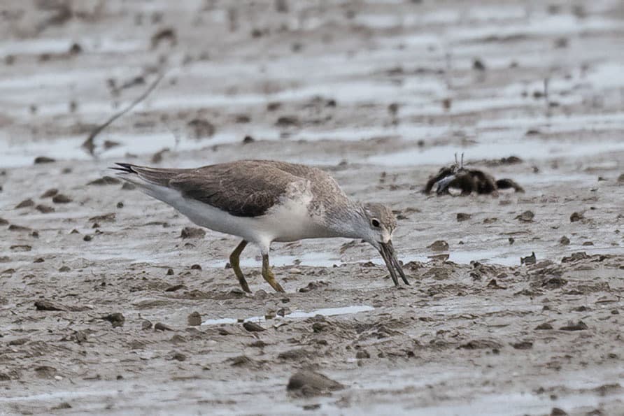 Nordmann's Greenshank