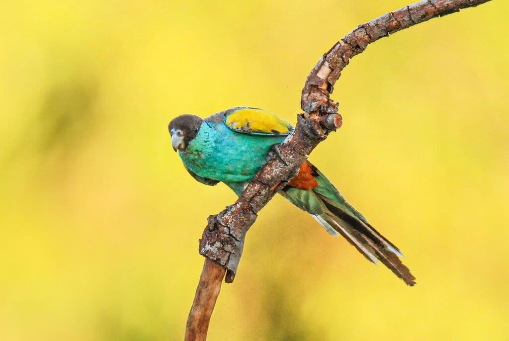 Hooded Parrot