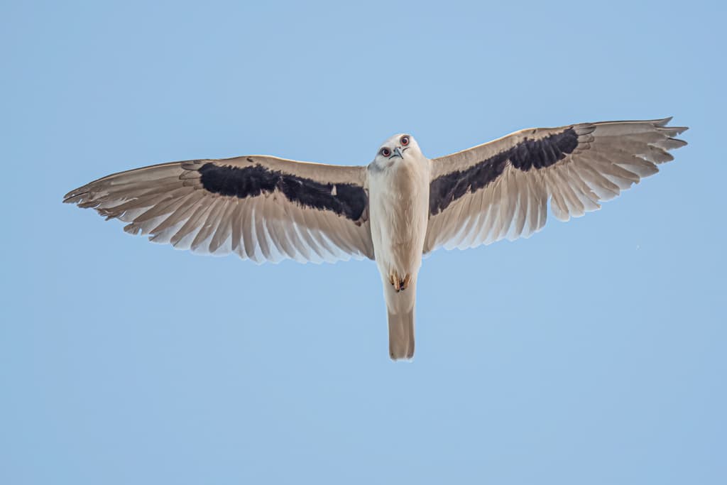 Letter-winged Kite