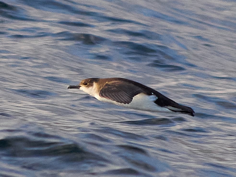 Little Shearwater