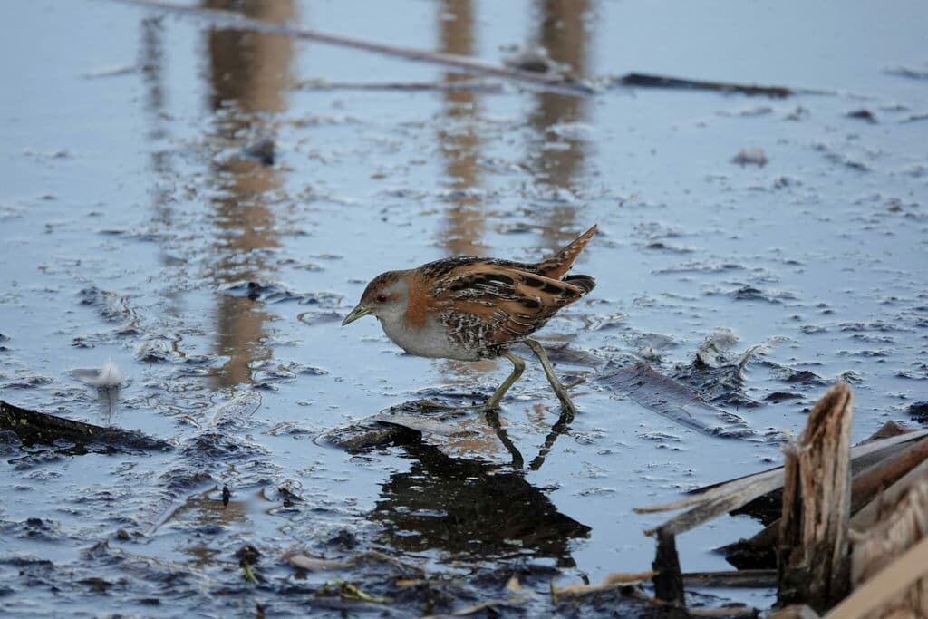 Baillon's Crake