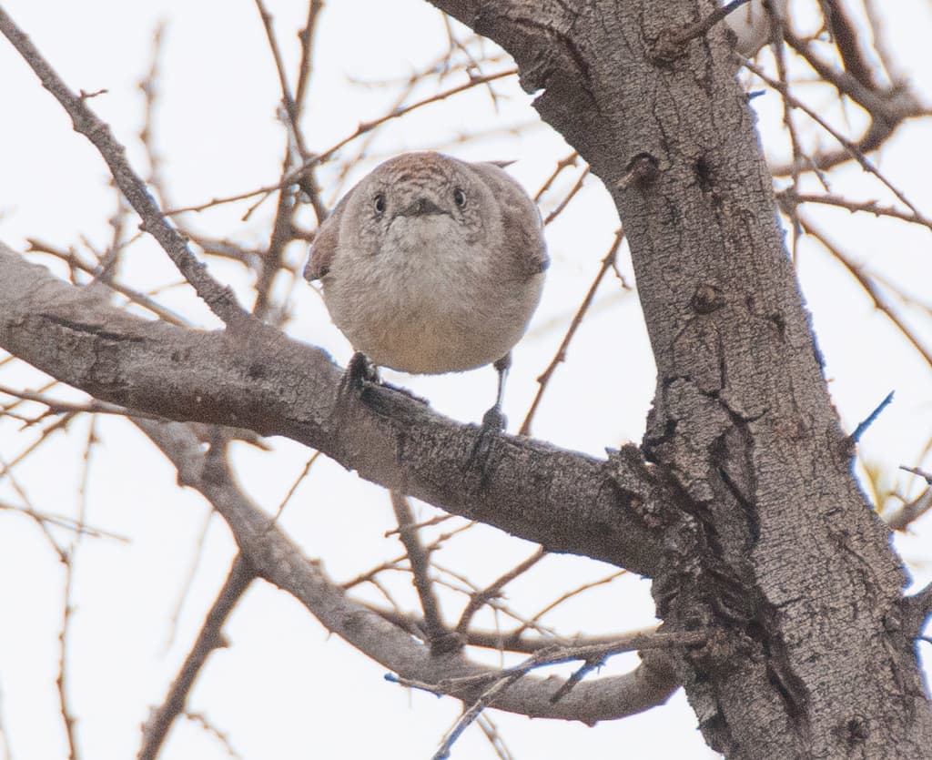 Chestnut-rumped Thornbill