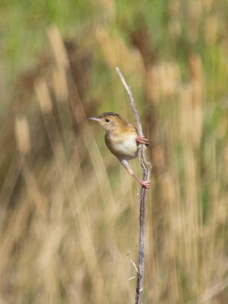 Golden-headed Cisticola