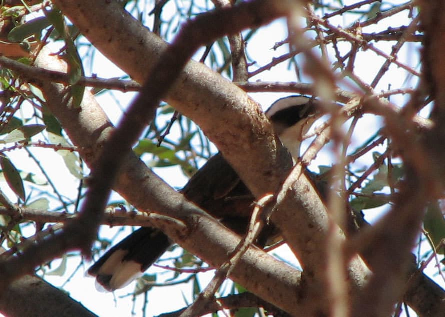 Hall's Babbler