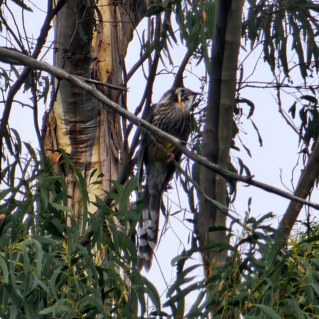 Yellow Wattlebird