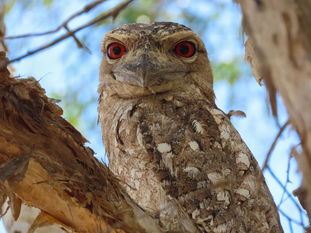 Papuan Frogmouth