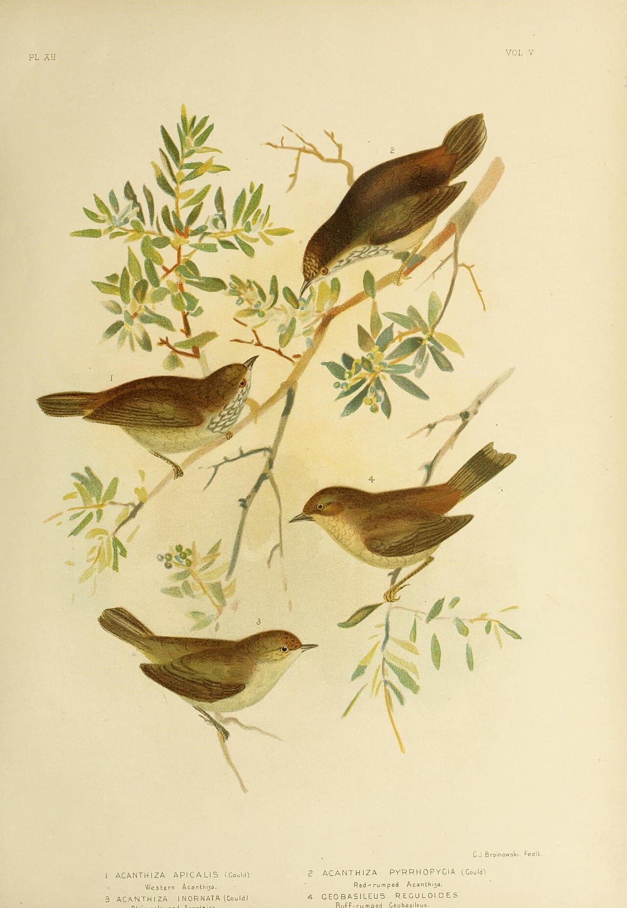 Western Thornbill