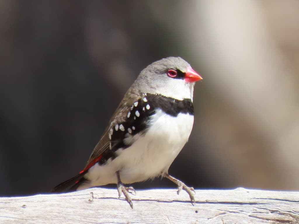 Diamond Firetail