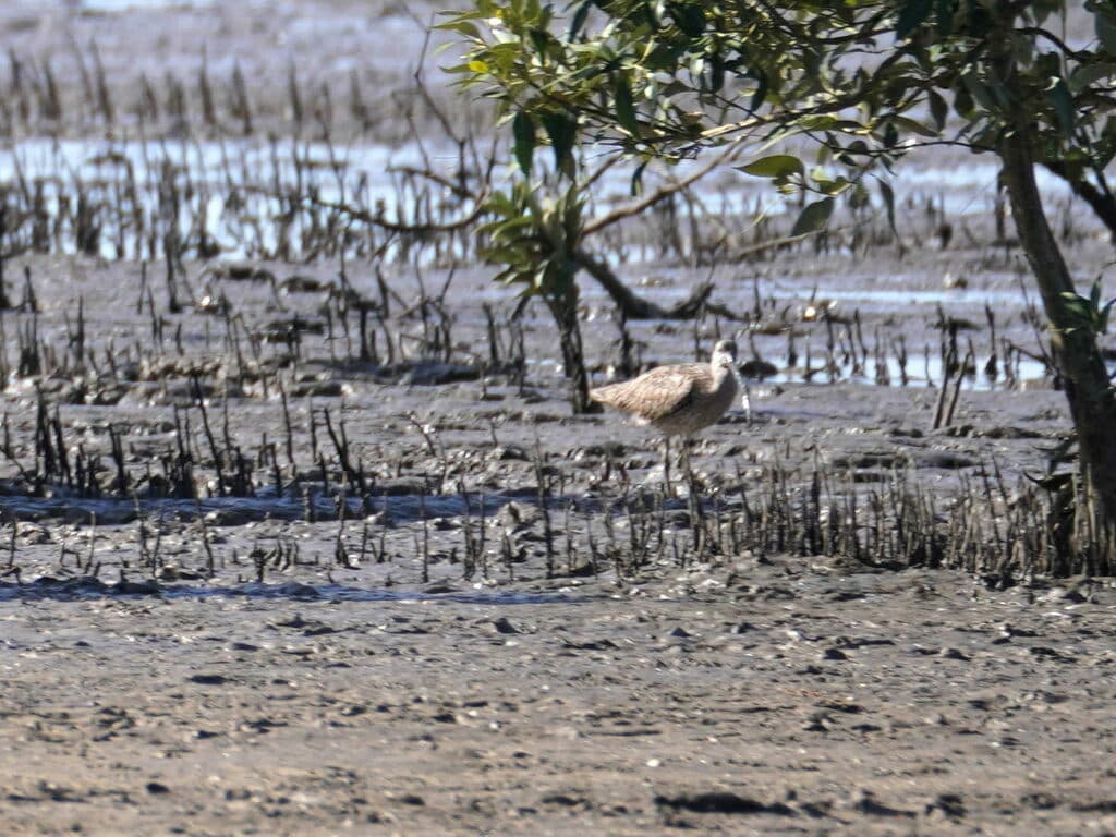Far Eastern Curlew